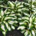Hosta Vulcan -D- 1