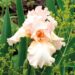Peachy pink flower of iris bearded cultiva rBeverly Sills in the garden against a background of green leaves.