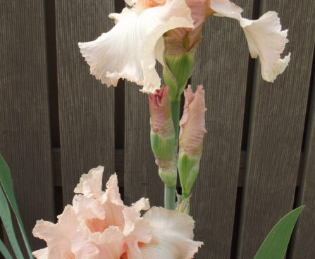 Iris Beverly Sills-3-D