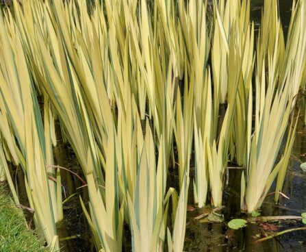 Iris pseudacorus Variegata -D-5kollane võhumõõk