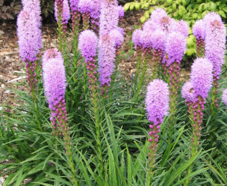 Liatris Kobold Original-2-D