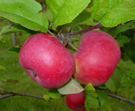 Malud domestica `Madli`- õunapuu Foto EMÜ