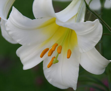 Lilium Regale Album-2-D