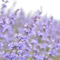 faasseni naistenõges `Sropmore`