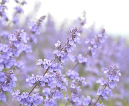 faasseni naistenõges `Sropmore`