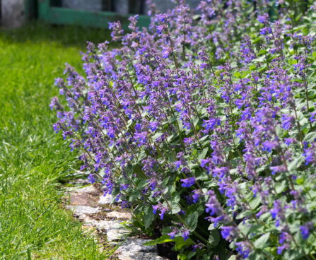 Nepeta,Faassenii,(catmint,,Faassen's,Catnip),In,Full,Bloom