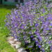 Nepeta,Faassenii,(catmint,,Faassen's,Catnip),In,Full,Bloom