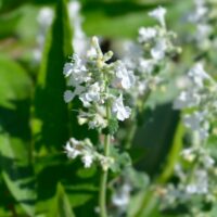 Catmint,Snowflake,Leaves,And,Small,White,Flowers,-,Latin,Name- naistenõges