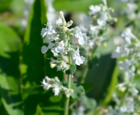 Catmint,Snowflake,Leaves,And,Small,White,Flowers,-,Latin,Name- naistenõges