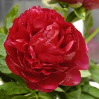 Paeonia Henry Bockstoce -D-