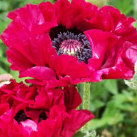 Papaver Harlem-2-D-idamagun