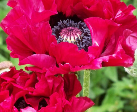 Papaver Harlem-2-D-idamagun