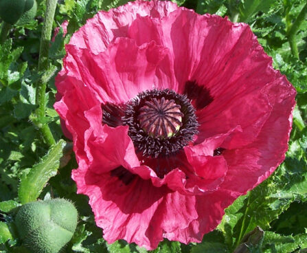 Papaver Harlem-3-D
