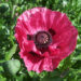 Papaver Harlem-3-D