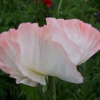 Papaver Shasta-2-D-idamagun