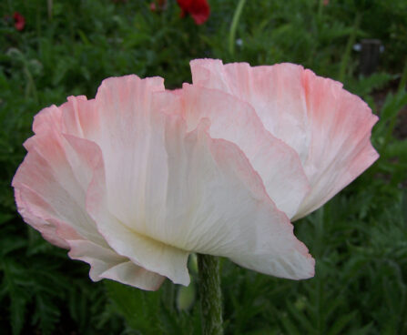 Papaver Shasta-2-D-idamagun