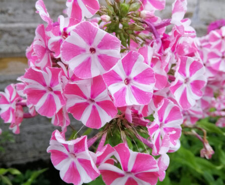 White,Phlox,Paniculata,Peppermint,Twist,With,Bright,Pink,Stripes,In-aed-leeklill