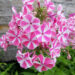 White,Phlox,Paniculata,Peppermint,Twist,With,Bright,Pink,Stripes,In-aed-leeklill