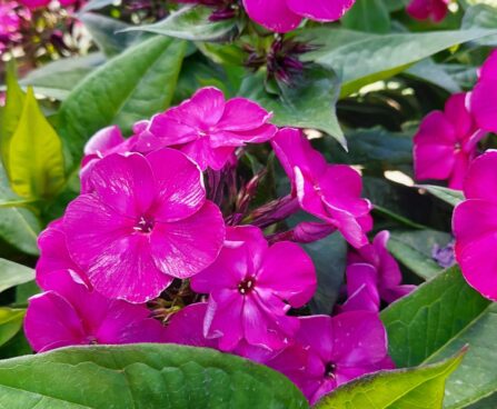 Phlox Bambini Desire 1 -D-aed-leeklill