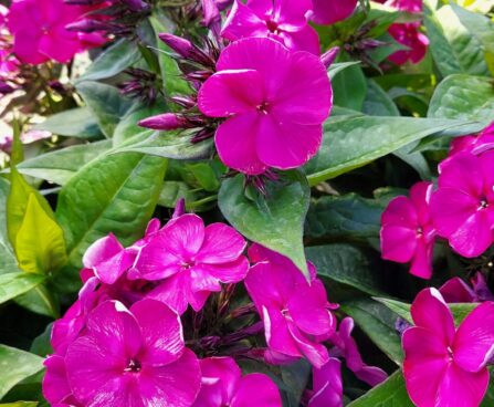 Phlox Bambini Desire 2 -D-