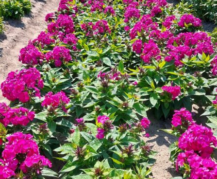 Phlox Bambini Desire 3 -D-