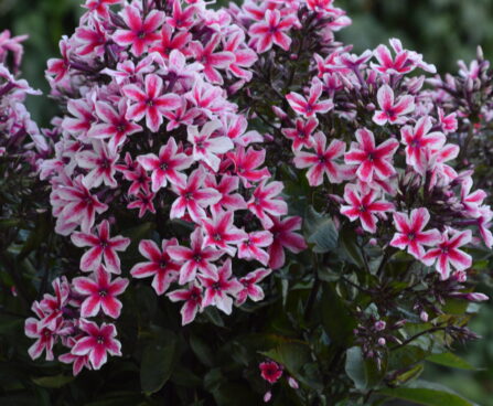 Phlox Palmyra -D- 2