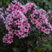 Phlox Palmyra -D- 2