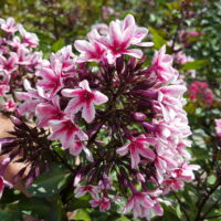 Phlox Palmyra -D-