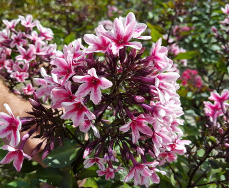 Phlox Palmyra -D-