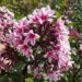 Phlox Palmyra -D-