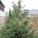 1686_6525_Picea_abies_Maxwellii_2.JPG