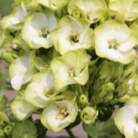 Phlox paniculata Orchid Green -D- 2