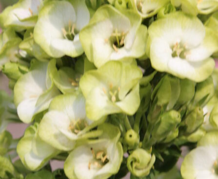 Phlox paniculata Orchid Green -D- 2