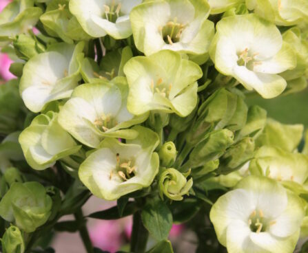 Phlox paniculata Orchid Green -D- 3