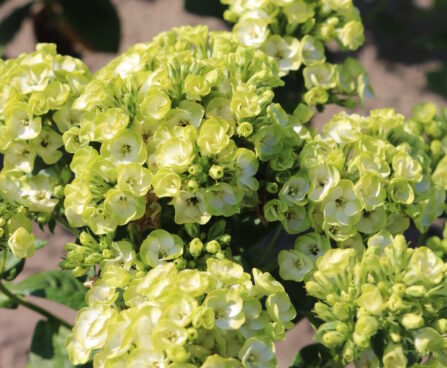 Phlox paniculata Orchid Green -D-