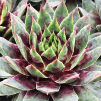 Sempervivum Chick Charms Cranberry Cocktail -D -1
