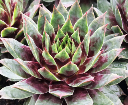 Sempervivum Chick Charms Cranberry Cocktail -D -1