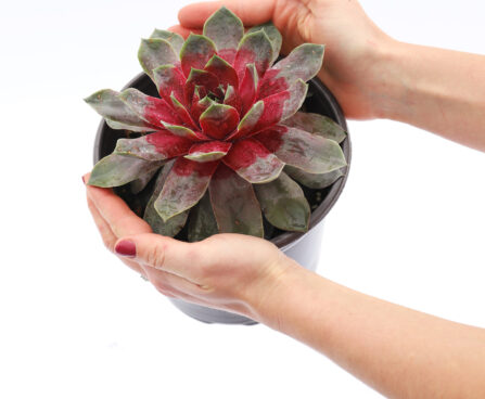 Sempervivum Chick Charms Giants Steel Appeal -D- 1
