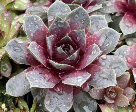 Sempervivum Chick Charms Giants Steel Appeal -D- 2