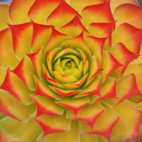 Sempervivum Chick Charms Gold nugget -D -2