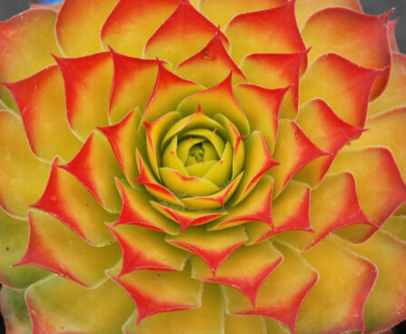 Sempervivum Chick Charms Gold nugget -D -2