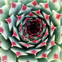 Sempervivum Chick Charms Mint Marvel -D -3