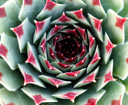 Sempervivum Chick Charms Mint Marvel -D -3