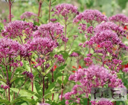 Eutrochium maculatum- laiguline vesikanep ´Red Dwarf´