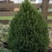 1692_6698_Picea_glauca_Daisys_White__2.JPG