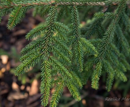 1697_6657_Picea_orientalis_Aureospicata_.JPG