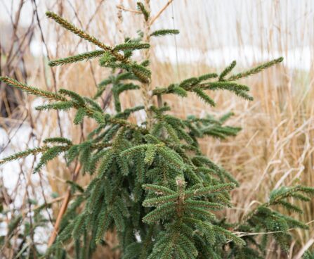 1697_6990_Picea_orientalis_Aureospicata_.JPG