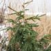 1697_6990_Picea_orientalis_Aureospicata_.JPG