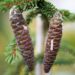 1697_9908_Picea_orientalis_Aureospicata_idakuusk_2.jpg