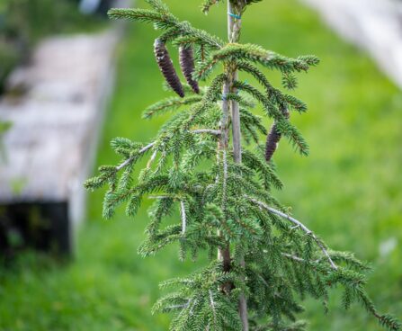 1697_9909_Picea_orientalis_Aureospicata_idakuusk.jpg